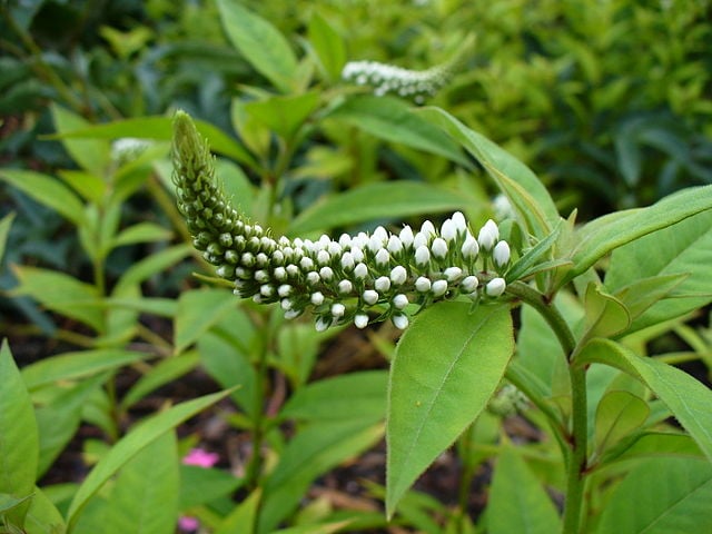 Image of Lysimachia clethroides (Gooseneck Loosestrife)