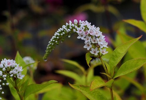 Image of Lysimachia clethroides (Gooseneck Loosestrife)