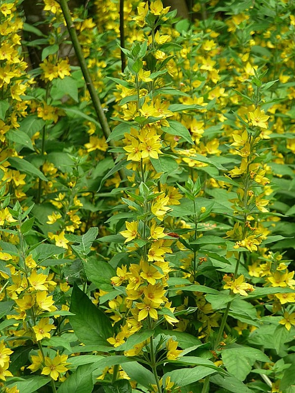 Image of Lysimachia punctata (Yellow Loosestrife)