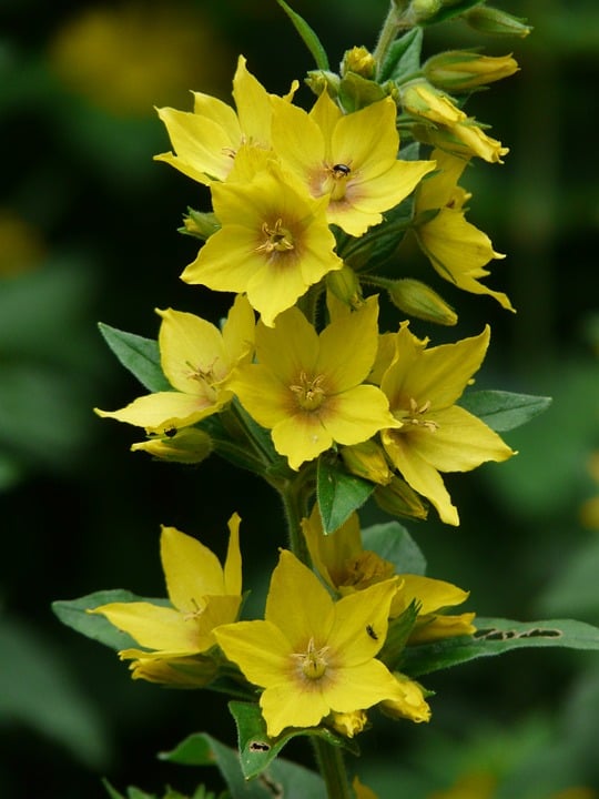 Image of Lysimachia punctata (Yellow Loosestrife)