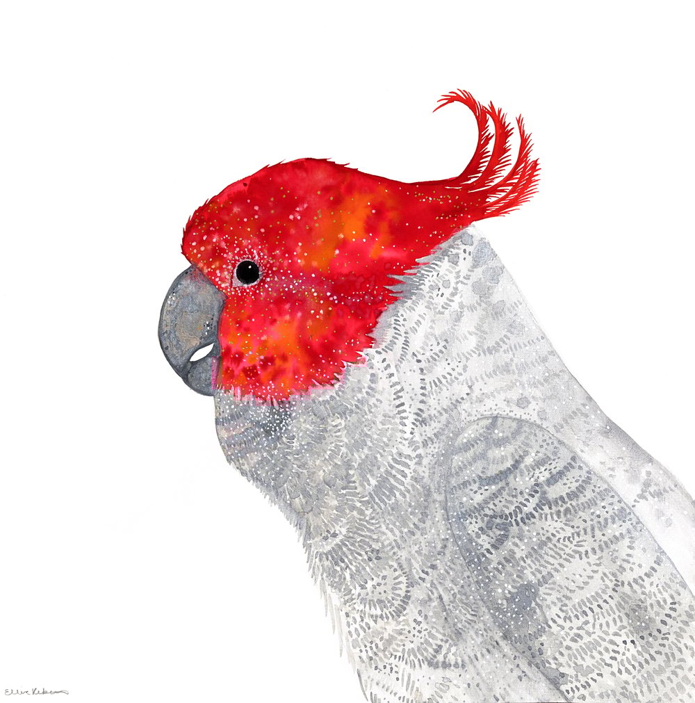 Image of Gang-Gang Cockatoo