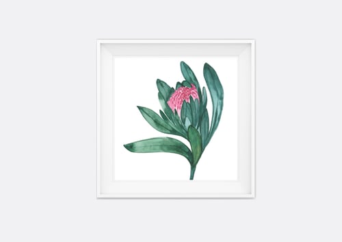 Image of Protea - Green and Pink