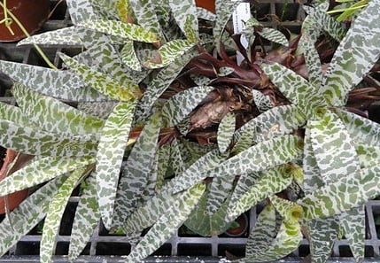 Image of Ledebouria socialis 'Silver Squill'