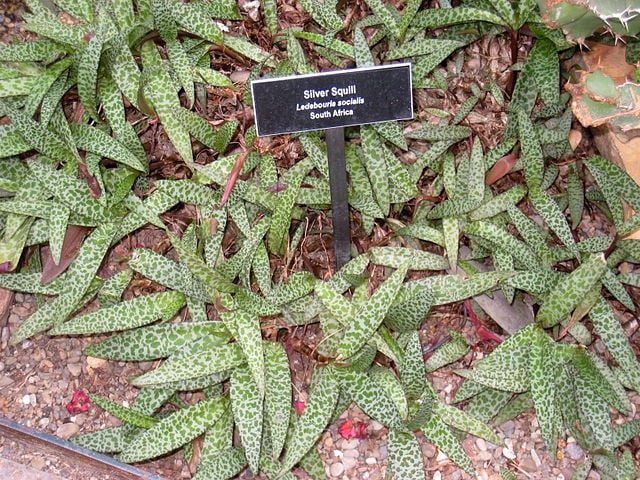 Image of Ledebouria socialis 'Silver Squill'