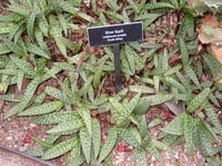 Image 2 of Ledebouria socialis 'Silver Squill'
