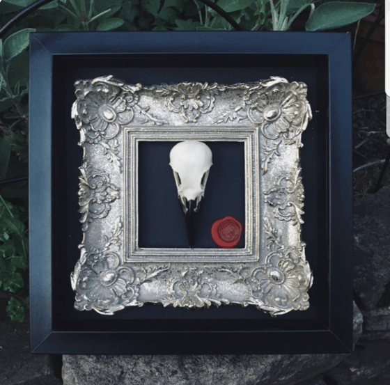 Image of "Morrigan" Ornate Framed Crow Skull