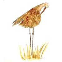 Image 1 of Limpkin Bird Art, Original Watercolor Painting