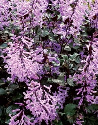 Plectranthus 'Velvet Elvis'