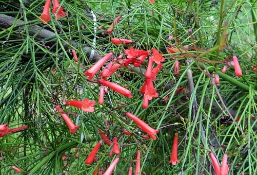 Image of Russelia juncea (Firecracker Plant)