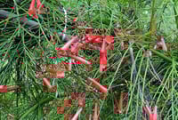 Image 1 of Russelia juncea (Firecracker Plant)