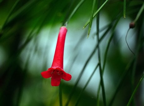 Image of Russelia juncea (Firecracker Plant)