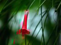 Image 2 of Russelia juncea (Firecracker Plant)