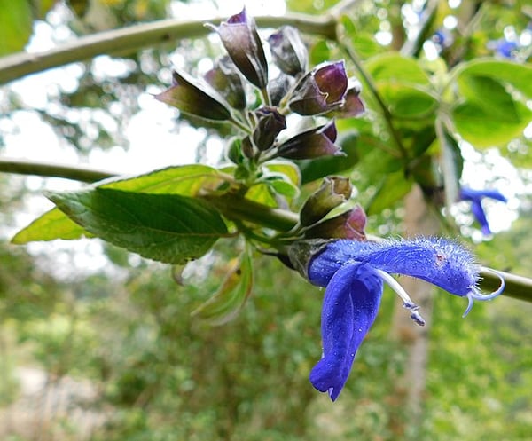 Image of Salvia 'Mexicana' (Mexican Sage)