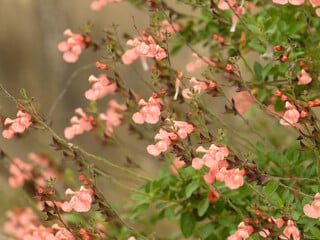 Image of Salvia microphylla 'Ribambelle'