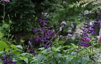 Salvia 'Black Knight'