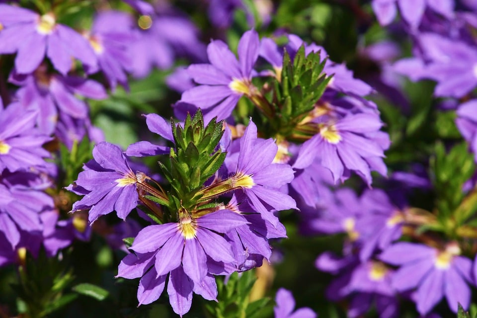 Image of Scaevola aemola (Fan Flower)