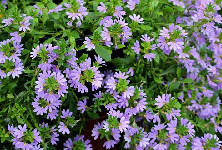 Image of Scaevola aemola (Fan Flower)