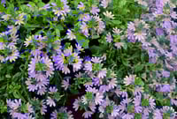 Image 2 of Scaevola aemola (Fan Flower)