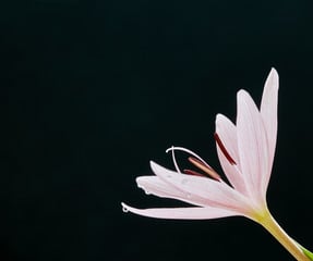 Image of Schizostylis (Hesperantha)