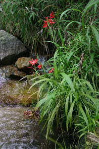 Image 1 of Schizostylis (Hesperantha)