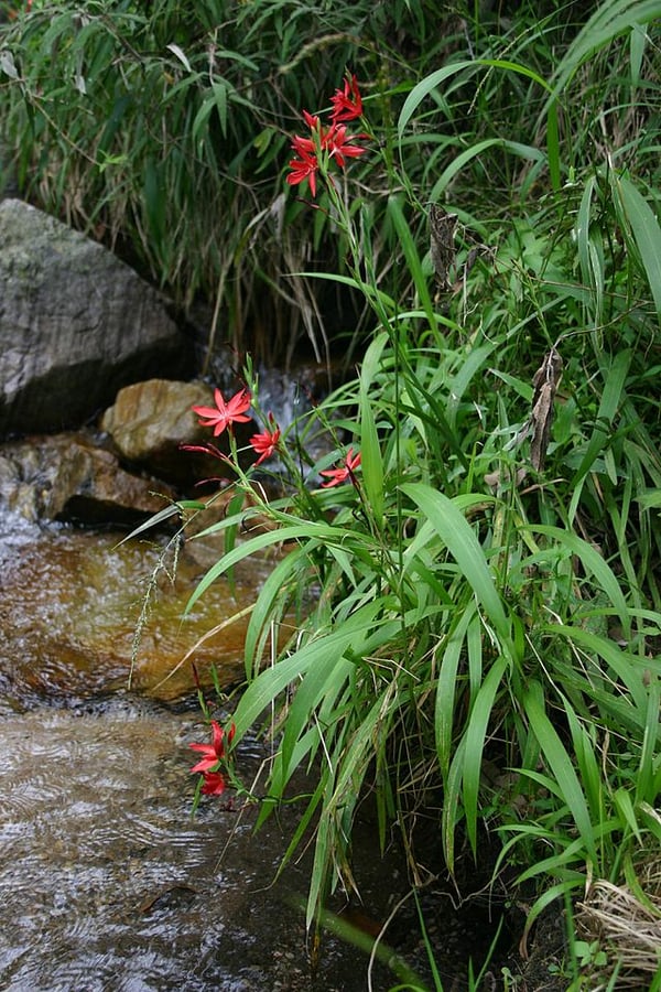 Image of Schizostylis (Hesperantha)