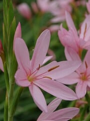 Image of Schizostylis (Hesperantha)