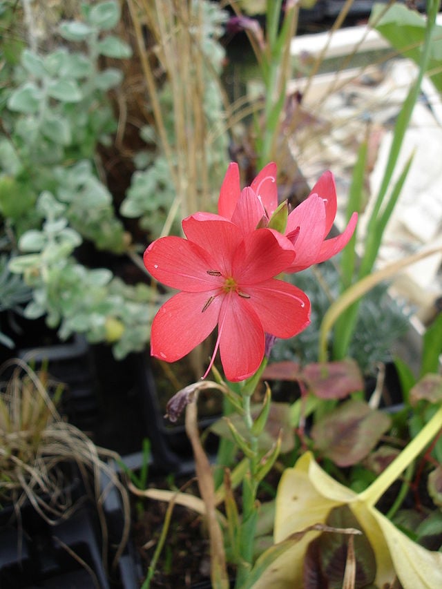 Image of Schizostylis (Hesperantha)