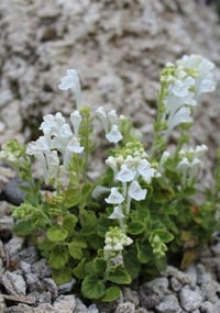 Image 1 of Scutellaria indica parviflora 'alba'