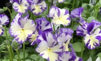 Viola 'Rebecca'