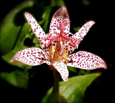 Image of Tricyrtis hirta (Toad Lily)