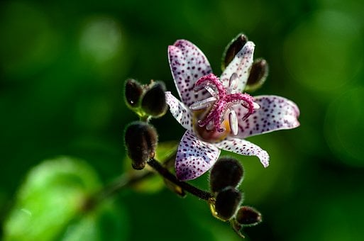 Image of Tricyrtis hirta (Toad Lily)