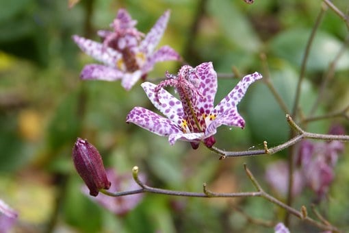 Image of Tricyrtis hirta (Toad Lily)