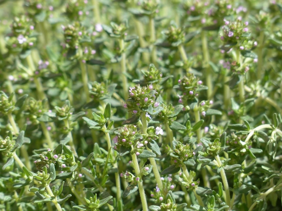 Image of Thymus vulgaris (Garden Thyme)