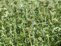 Image 2 of Thymus vulgaris (Garden Thyme)