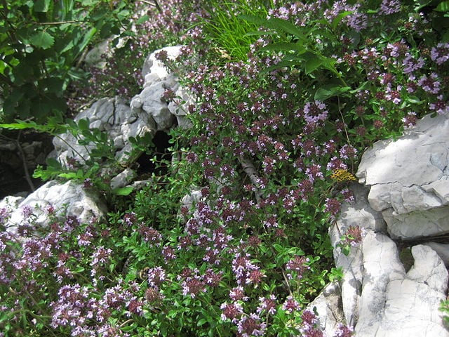 Image of Thymus vulgaris (Garden Thyme)