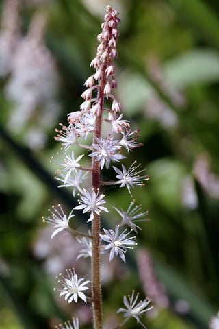 Image of Tiarella wherryi (Wherry's Foam Flower)