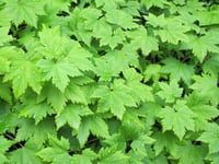 Image 2 of Tiarella wherryi (Wherry's Foam Flower)