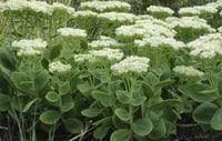 Image 2 of Sedum 'Stardust'