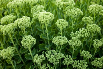 Image of Sedum 'Stardust'