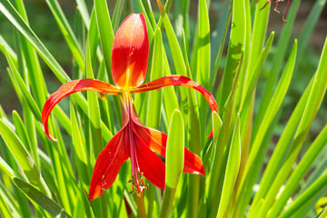 Image of Sprekelia formosissima (Jacobean Lily)