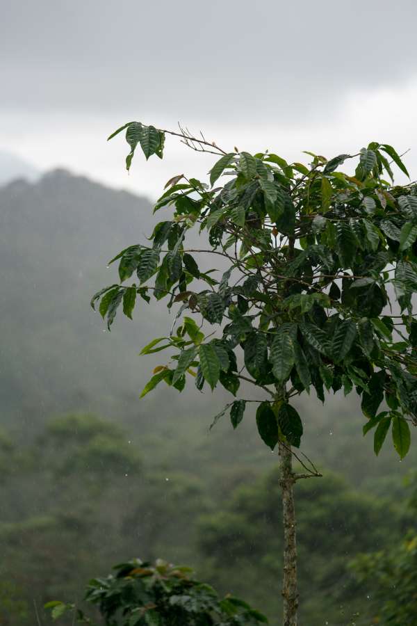 Image of Sumatra- Mandheling FTO