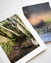 Birds Through My Window / John Darwell / zine & print (2)