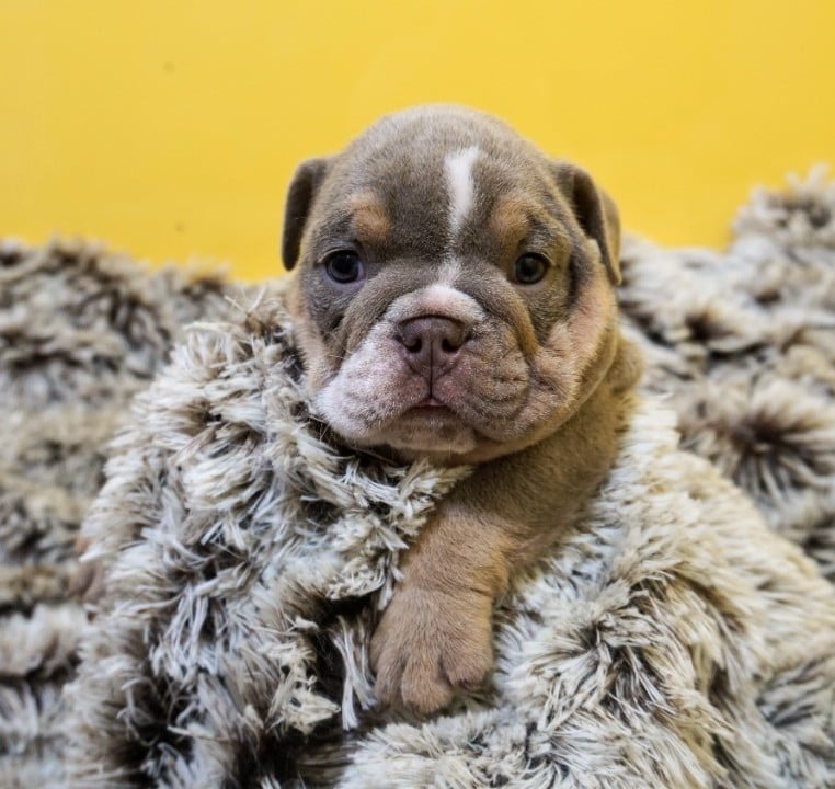 English Bulldog 4 (Aug 2021) | ZaZa-Kennels