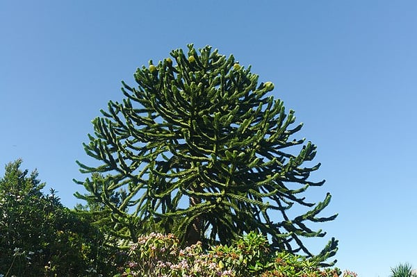 Image of Araucaria araucana (Monkey Puzzle Tree)