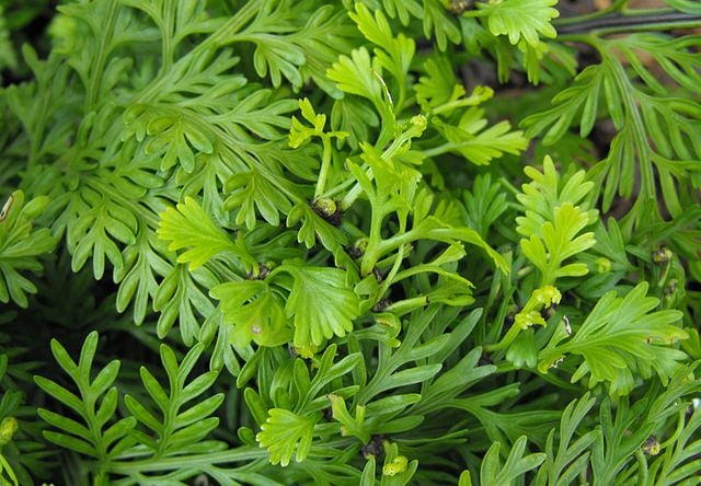 Image of Asplenium Bulbiferum (Hen and Chicken fern)