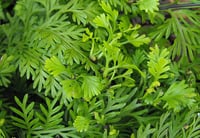 Image 1 of Asplenium Bulbiferum (Hen and Chicken fern)