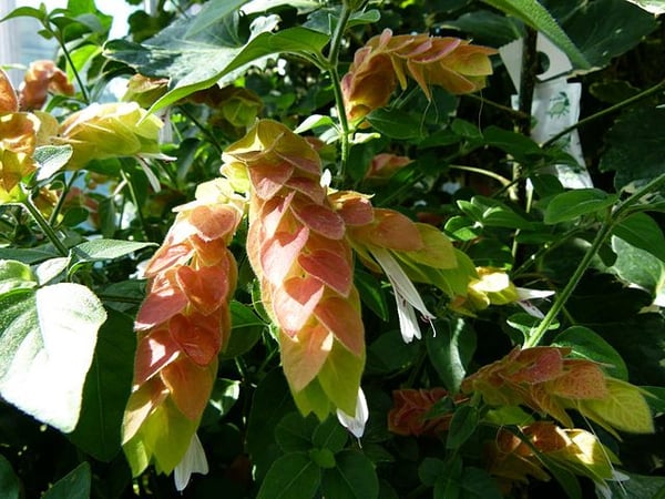 Image of Justicia brandegeeana (Shrimp Plant)