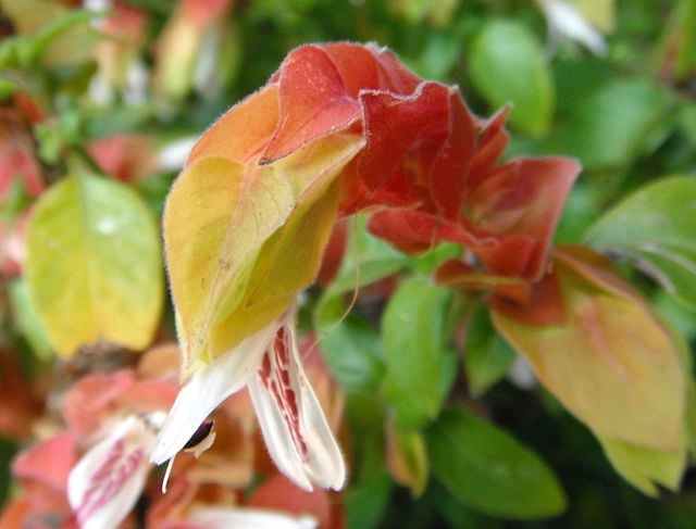 Image of Justicia brandegeeana (Shrimp Plant)