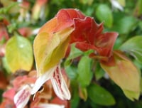 Image 2 of Justicia brandegeeana (Shrimp Plant)