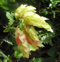 Image 4 of Justicia brandegeeana (Shrimp Plant)